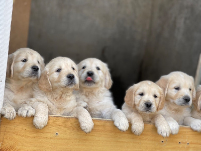 De La Meute Dorée - Golden Retriever - Portée née le 08/04/2024