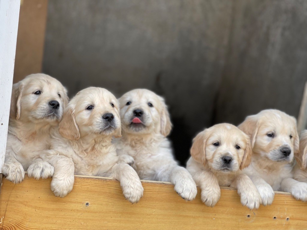 chiot Golden Retriever De La Meute Dorée