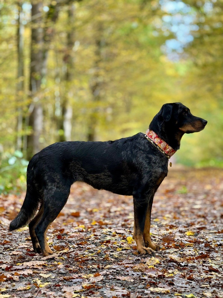 Titane Du Songe De La Lune Noire