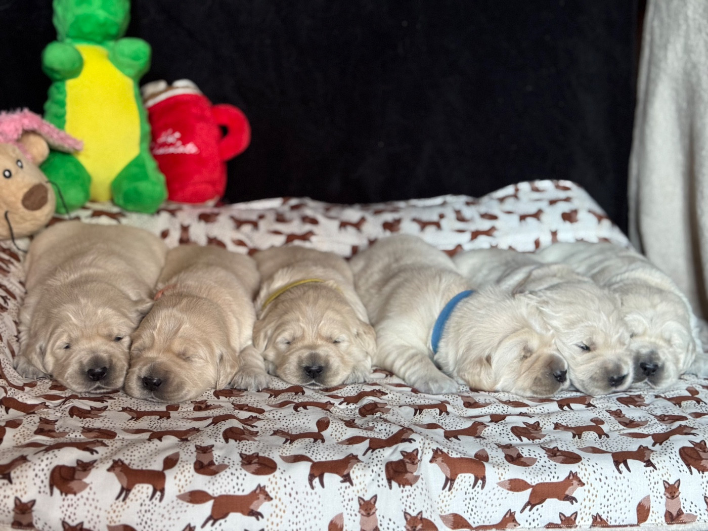 Les chiots ont 2 semaines !!!