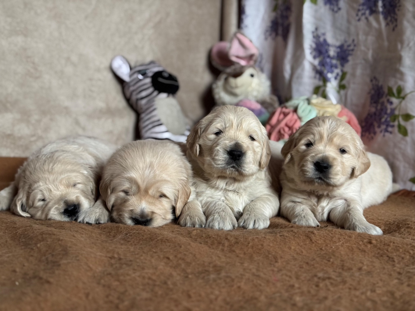 C est la 3ème semaine de vie pour les petits loups