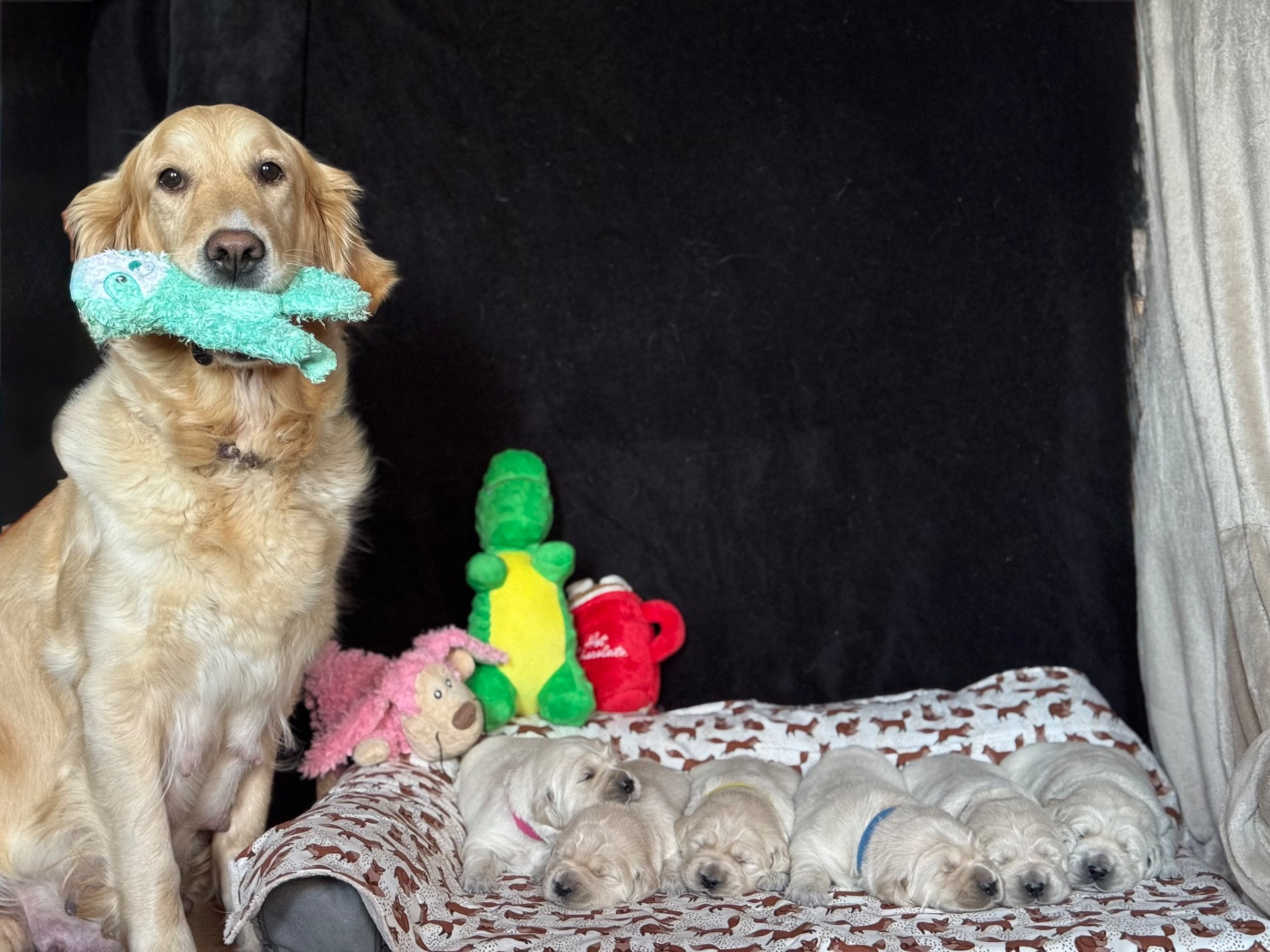 Chiot Golden Retriever De La Meute Dorée