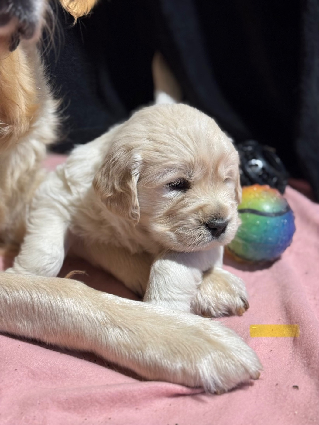 De La Meute Dorée - Chiots disponibles - Golden Retriever
