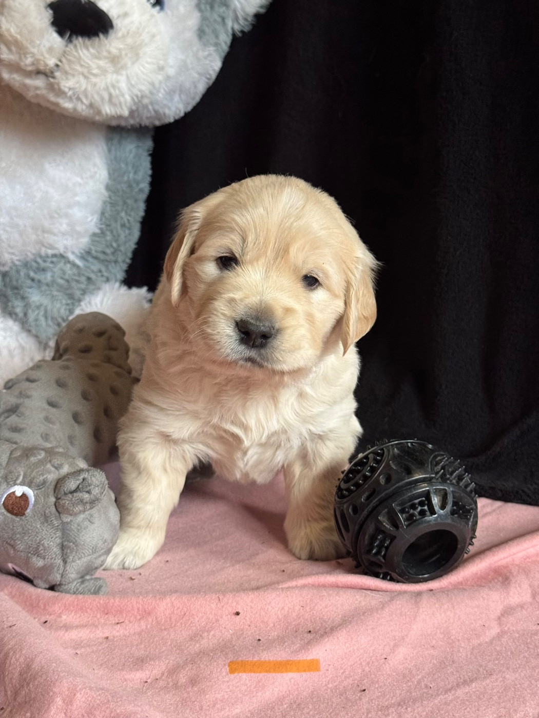 De La Meute Dorée - Chiots disponibles - Golden Retriever