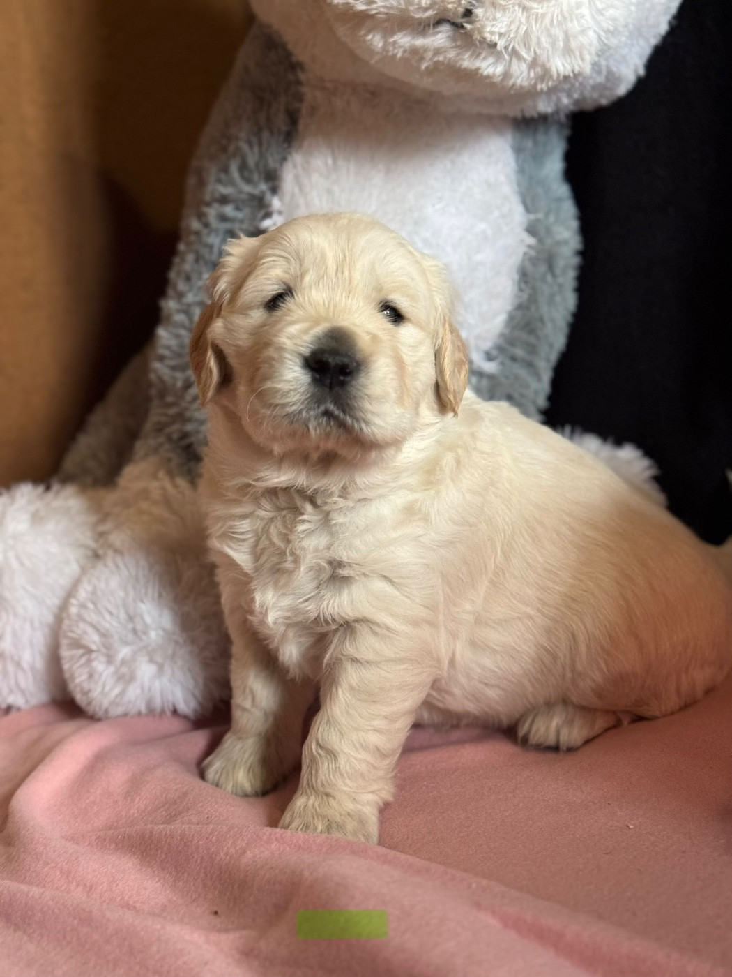 De La Meute Dorée - Chiots disponibles - Golden Retriever