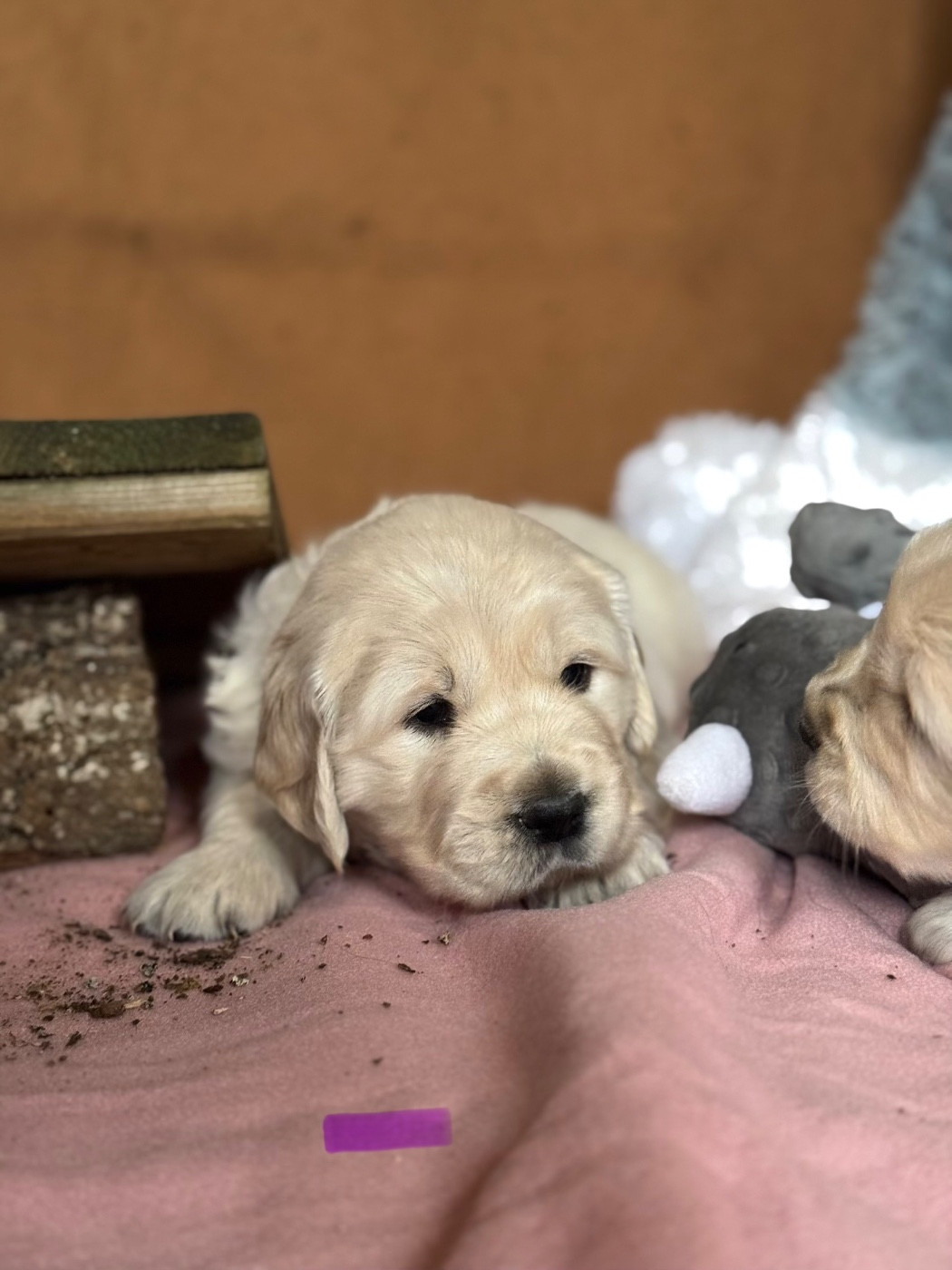 De La Meute Dorée - Chiots disponibles - Golden Retriever