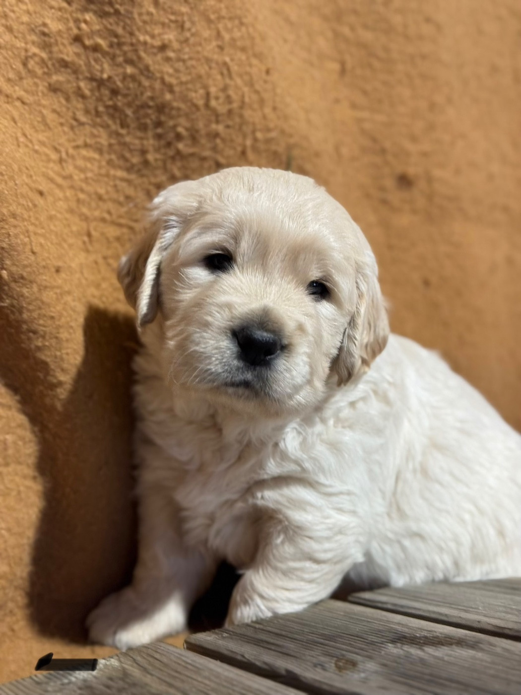 De La Meute Dorée - Chiots disponibles - Golden Retriever