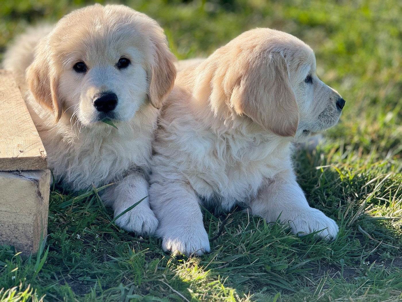 De La Meute Dorée - Golden Retriever - Portée née le 18/12/2025
